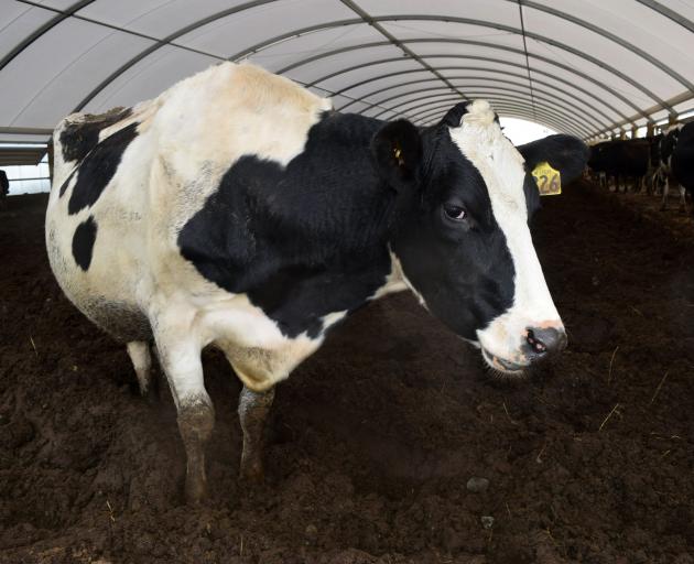 A cow shelters from the rain in a composting barn in Central Southland.