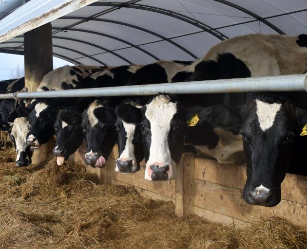 Cows in a composting barn eat baleage, potatoes and rye straw.