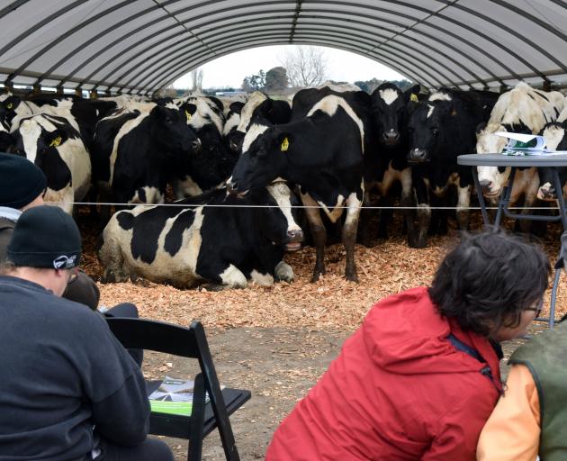 Cows in a composting barn watch people at Scott and Maree Bixley’s farm in Tussock Creek.