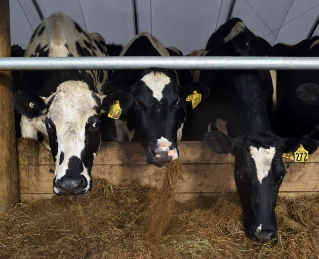 Cows eat baleage, potatoes and rye straw on Scott and Maree Bixley’s farm.