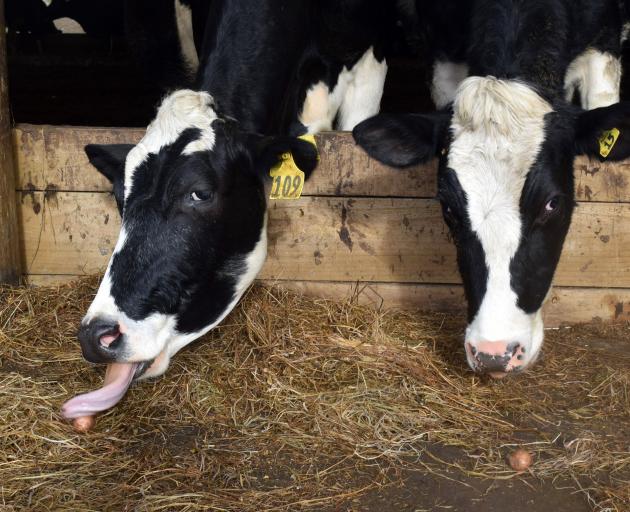 A cows eats a potato from a barn on a dairy farm in Central Southland.