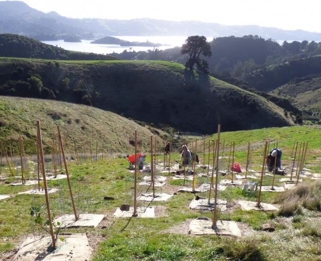 Dunedin people are invited to take part in two tree-planting sessions on Otago Peninsula this...