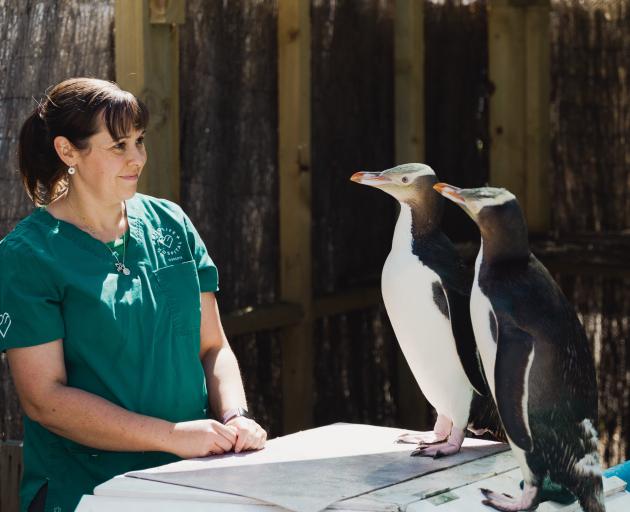 Dunedin Wildlife Hospital veterinary nurse and practice manager Gina Martelli with two hoiho...