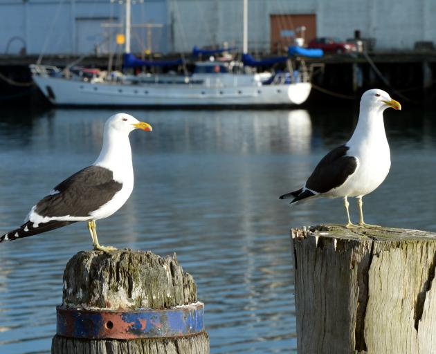 The DCC’s plan to reduce black-backed gull numbers relies on dispersal techniques and...