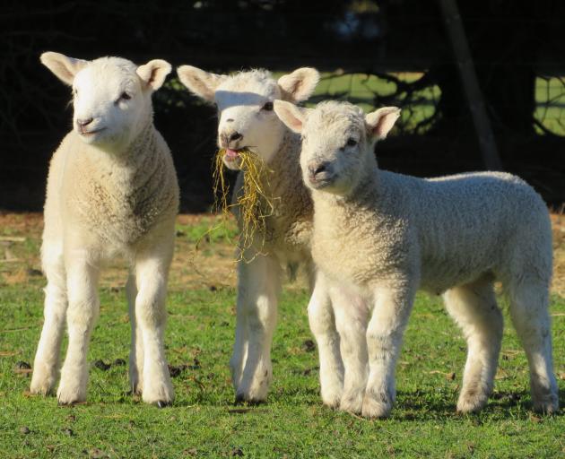 Early season lambs, from Windermere just south of Ashburton, were born the week following the...