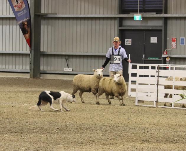 Tasman Webley and Boss, of Owaka, and have one sheep in the pen as they persuade the others to...