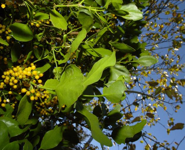 A green mistletoe with its characteristic yellow berries. PHOTO: GERARD O’BRIEN