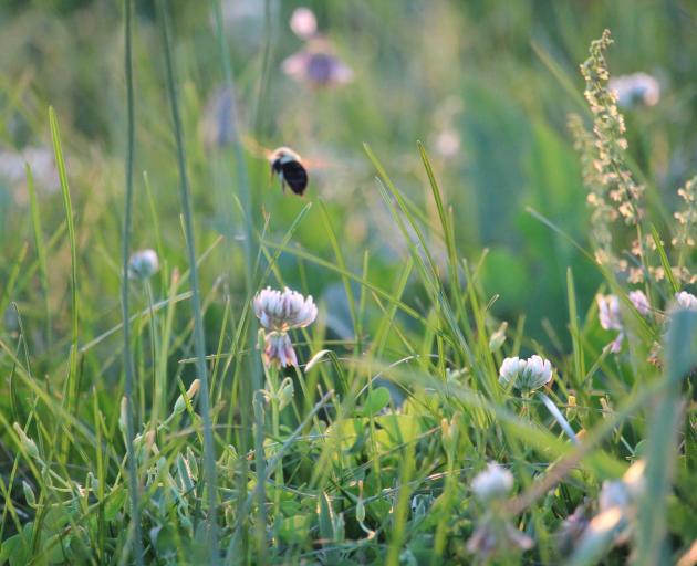 Leaving the lawn to grow not only benefits biodiversity but reduces carbon emissions. PHOTO:...