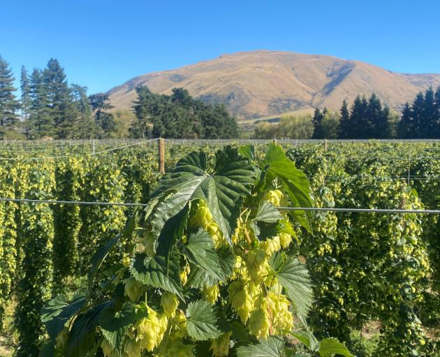 Garston Hops received a $2.5million government loan to expand the business with a processing...