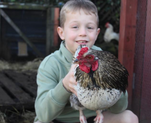 Leo Cole, 8, with the rooster whose fate has been in limbo recently. PHOTO: BEN TOMSETT
