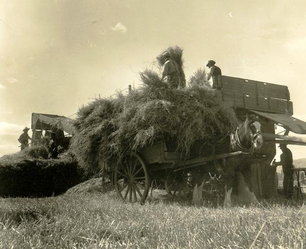 A Clayton and Shuttleworth threshing mill owned by Les Gamble, who works at the baghole near the...