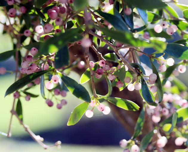 A fruiting white mistletoe, a species on the brink of extinction. PHOTO: ZOE LUNNISS