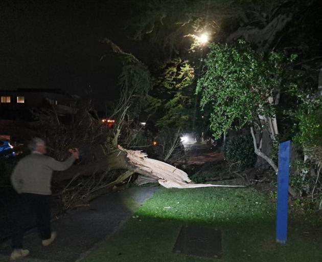 A large macrocarpa tree came down onto Manly Street in Paraparaumu Beach during the storm. Photo:...