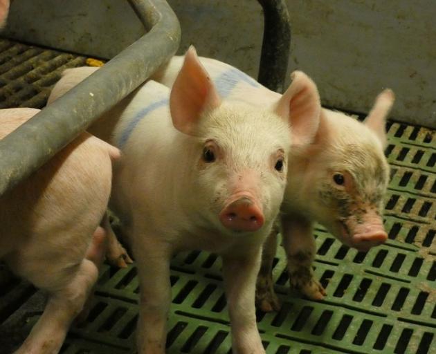 Pig farmers believe putting mother pigs and piglets in farrowing crates for seven to 10 days is...