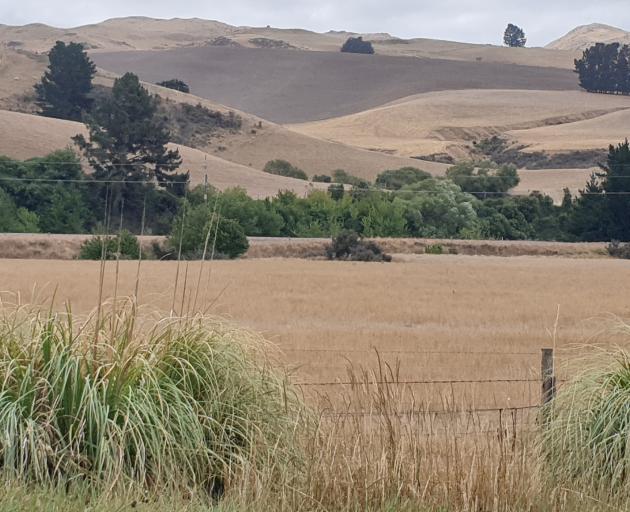 Drought has been declared in North Canterbury again. Photo: Robyn Bristow