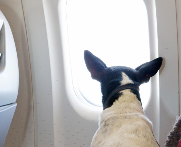 The couple were faced with 13 hours next to a passenger's flatulent support dog. Stock photo:...