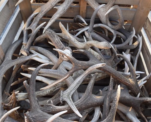 A pile of antlers bought from hunters in the South.