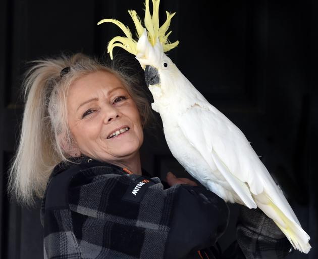 Bird Rescue Dunedin founder Sue Cook with a cockatoo called Opal yesterday. PHOTO: PETER MCINTOSH