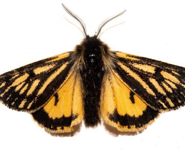 A male western tiger moth (Metacrias erichrysa). PHOTO: CAREY KNOX