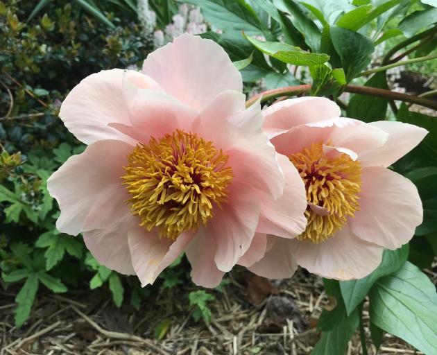 Paeonies, including this one, are a feature of the garden in mid-spring.