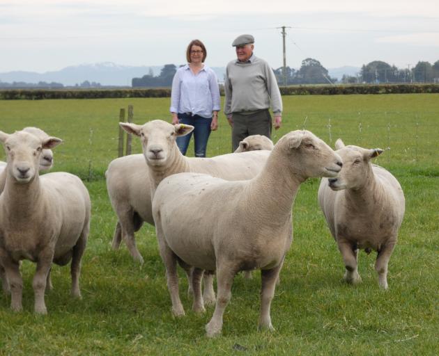 Southdown and Corriedale sheep breeder Neville Moorhead at Holly Farm in Canterbury’s Southbridge...