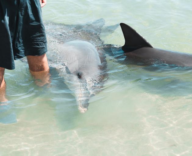 Dolphin feeding experience at Monkey Mia beach, Western Australia.