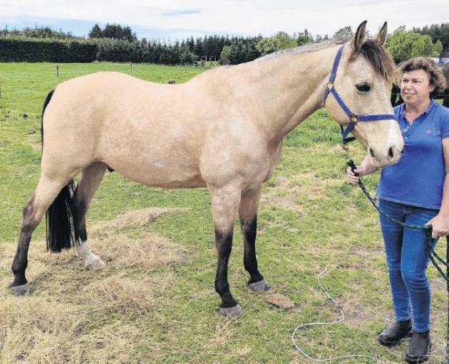Mel Morris is looking forward to competing with her horse Kosciuszko. PHOTO: DAVID HILL