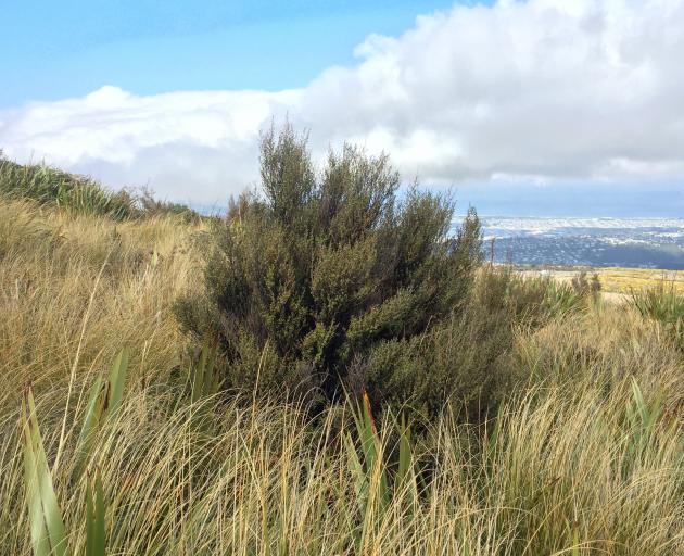 Kānuka sprouts near the summit of Te Whanaupaki, Flagstaff. 