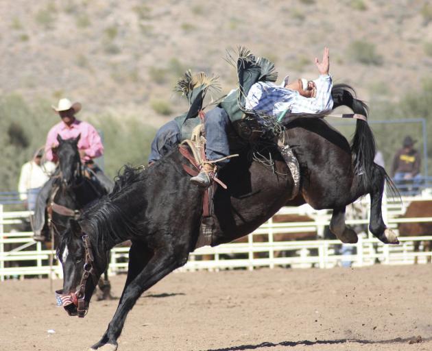 Animals forced to participate in rodeos are routinely hit, kicked, spurred, slammed on to the...