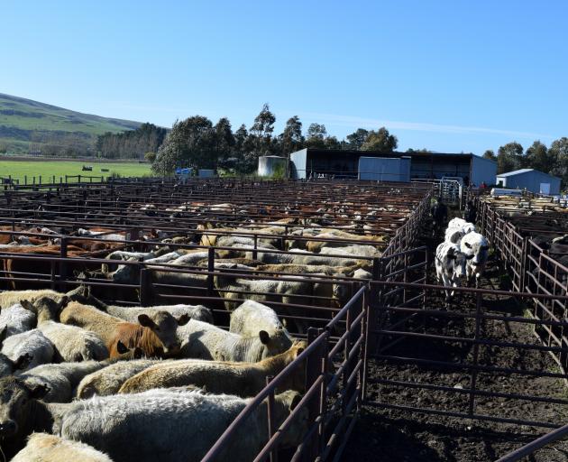 Drovers move a herd at the sale.