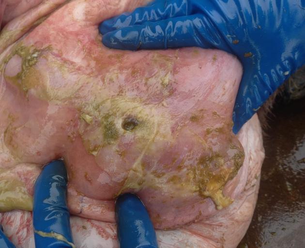 A post-mortem reveals a hole in a calf’s abomasum. PHOTO: SUPPLIED