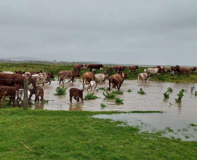 Cows and calves wade through floodwater on a farm in Western Southland last month. PHOTO: ANITA...