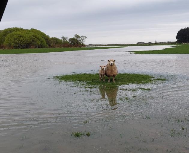 A ewe and her lamb seek higher ground during flooding on Westwood Farm in Western Southland last...