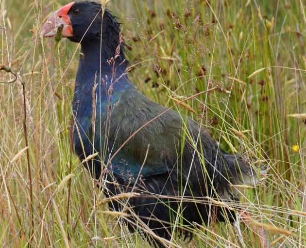 Takahe were studied to develop a framework for translocation. PHOTO: GERARD O'BRIEN