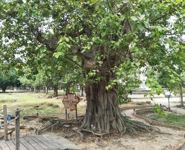The Music Tree at the Killing Fields. PHOTO: MIKE YARDLEY