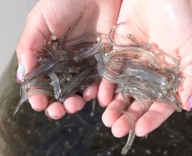New regulations are coming into force for the West Coast whitebaiting season. PHOTO: ODT FILES