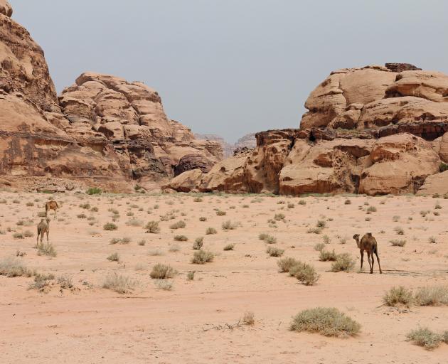 The desert ecosystem supports a surprising number of species, often nocturnal such as Asiatic...