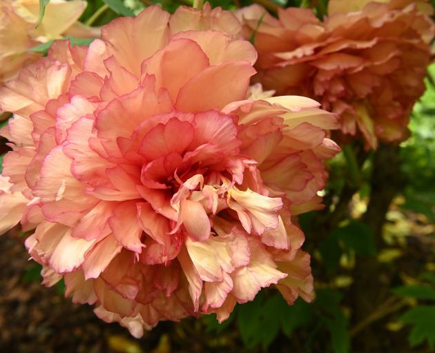 Tree peony Souvenir de Maxime Cornu. PHOTO: LINDA ROBERTSON