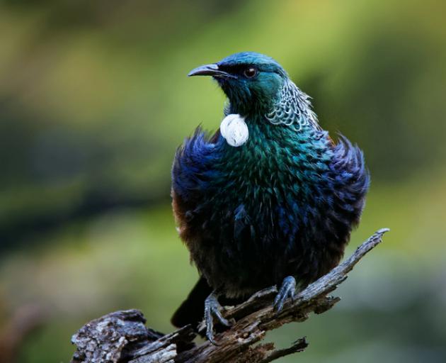 It is believed the Tui spotted at Tuhaitara Coastal Park may have come from Banks Peninsula....