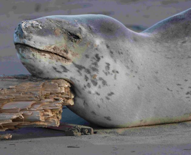 Kōanga the leopard seal on Scarborough beach over Labour weekend. Photo: Peter Langlands /...