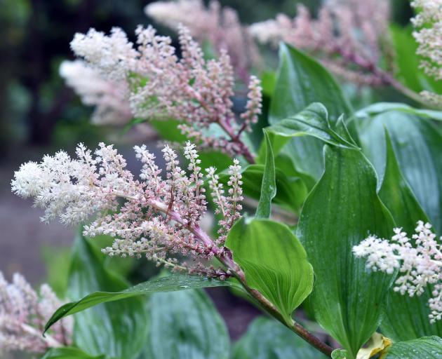 Maianthemum racemosum, false Solomon’s seal, can be found in areas of the Rhododendron Dell at...