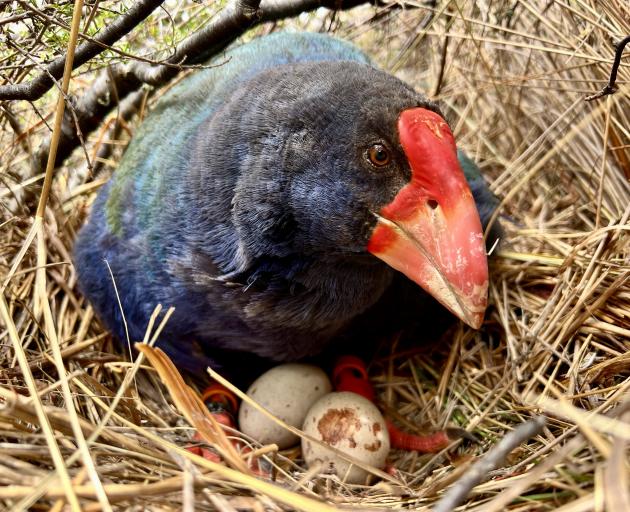 Takahē Wairenga, one of 18 takahē released in Greenstone Station in August, keeps watch over her...