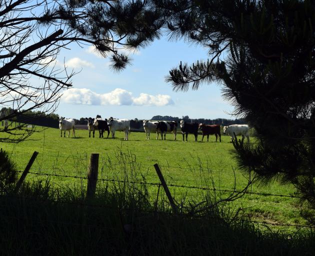 A herd watches pupils disembark a bus on an Enviroschools field trip on Rehoboth Farm in Ashley...