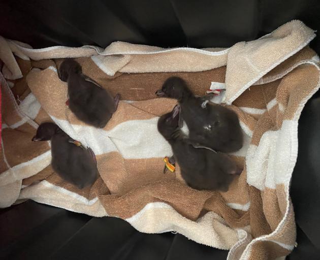 Sleeping off yet another dinner of fish slurry — a contented group of hoiho chicks at Dunedin...