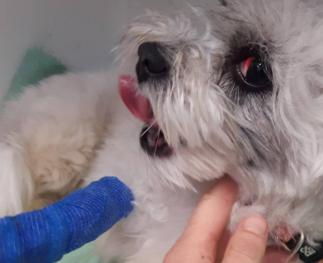 Mister the terrier was beaten by his owner, who faced a charge in court. He has since been...