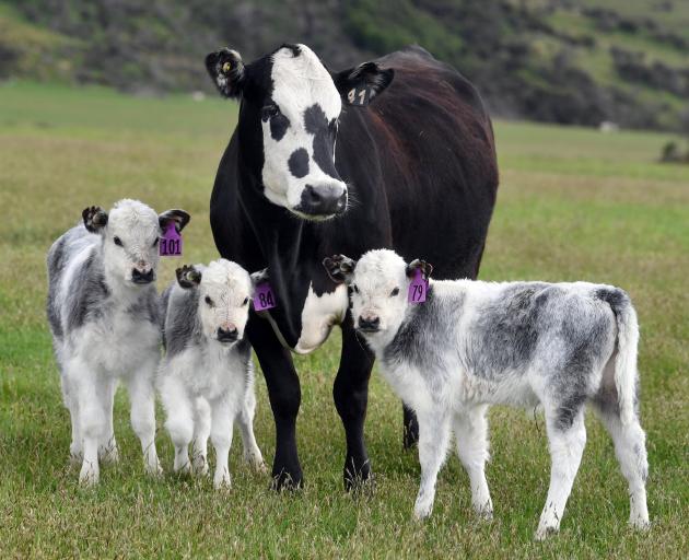 A beef cow with her identical triplet calves. PHOTO: STEPHEN JAQUIERY