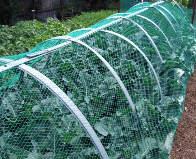 Brassica covers sneer at white butterflies. PHOTO: GILLIAN VINE