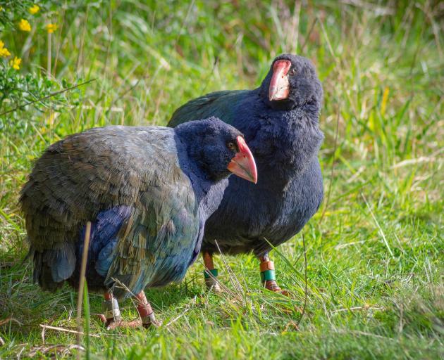 A new report commissioned by Southern Lakes Sanctuary’s found it’s likely takah used to call...