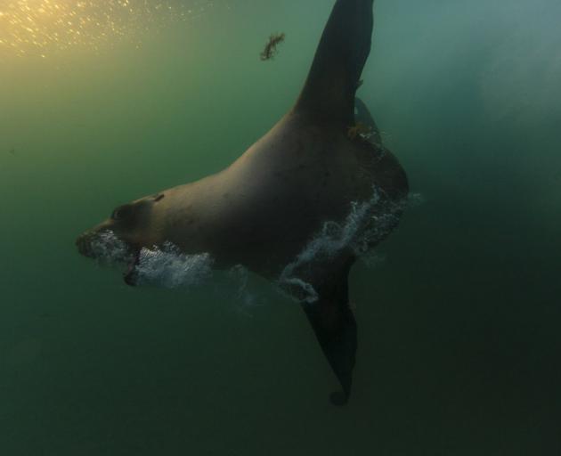Huna, the 4-year-old sea lion, plays with a surfer at St Clair Beach. PHOTO: DEREK MORRISON