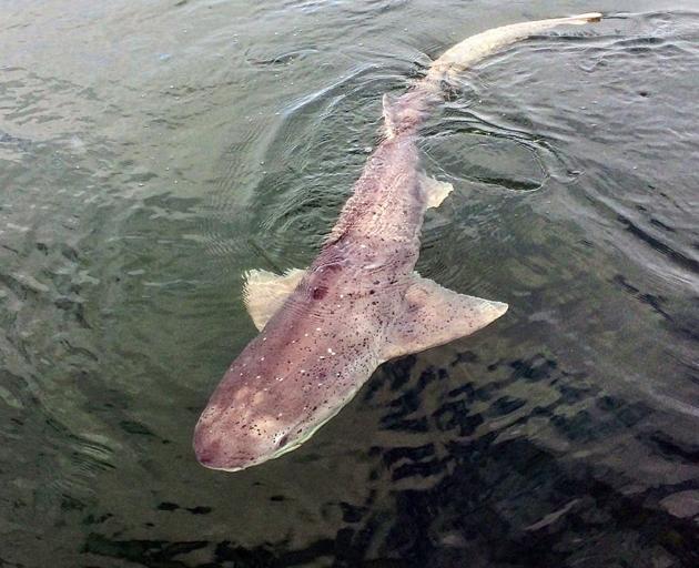 A sevengill shark, common to the Otago and southern New Zealand coasts. PHOTO: SUPPLIED